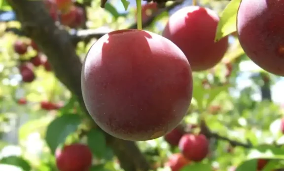 Интересные факты о сливах