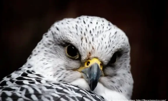 факты о кречетах